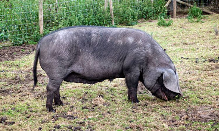 large black pig