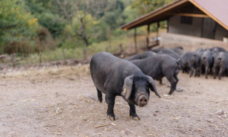 Large Black Pig