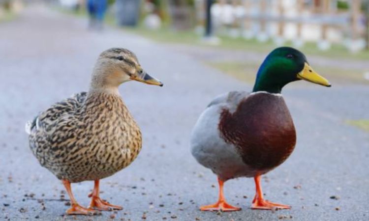 male vs female duck quack