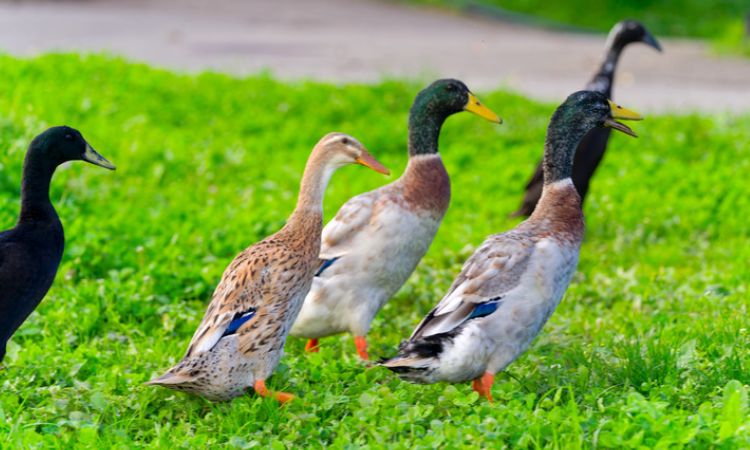 do male and female ducks stay together