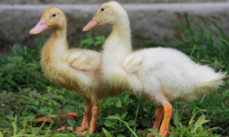 male and female duck colours