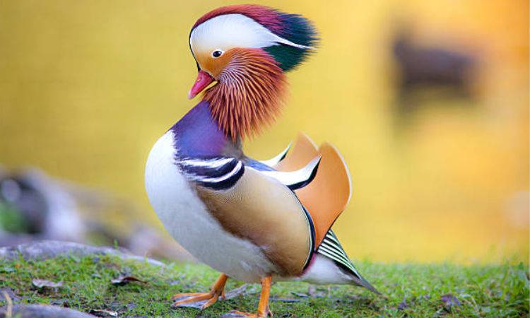 mandarin duck bird