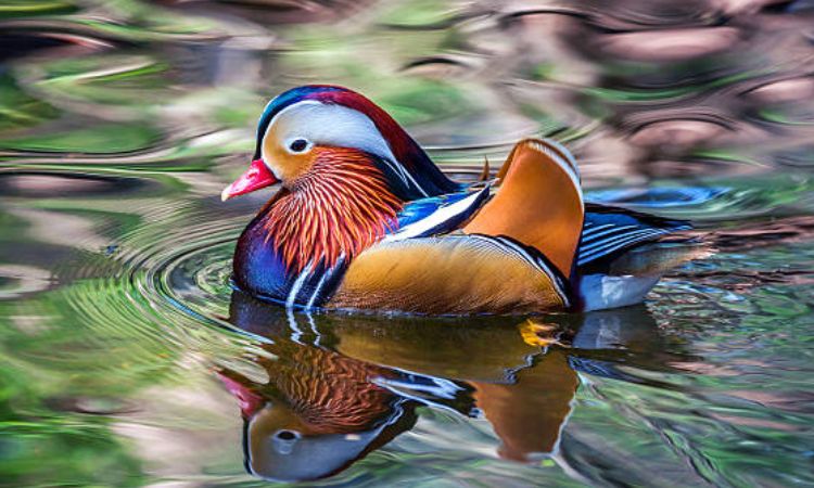 mandarin duck bird