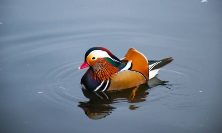 Mandarin Duck