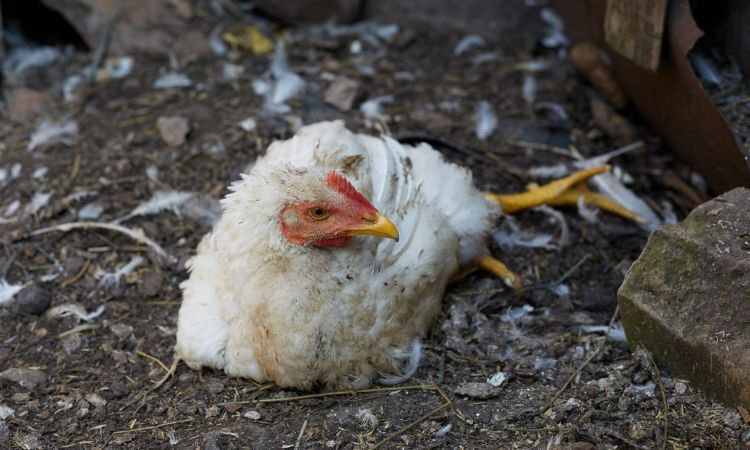 Clinical Signs and Forms of Marek's Disease