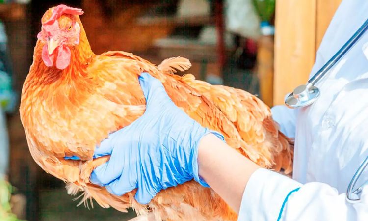 marek's disease in humans