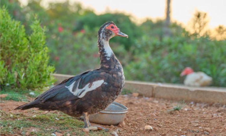 muscovy duck florida