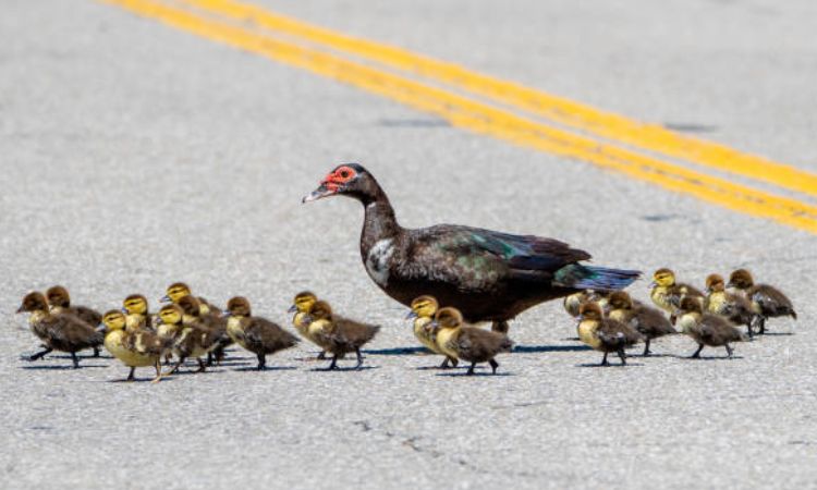 muscovy duck florida