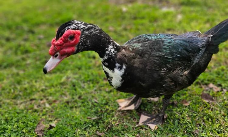 muscovy duck florida