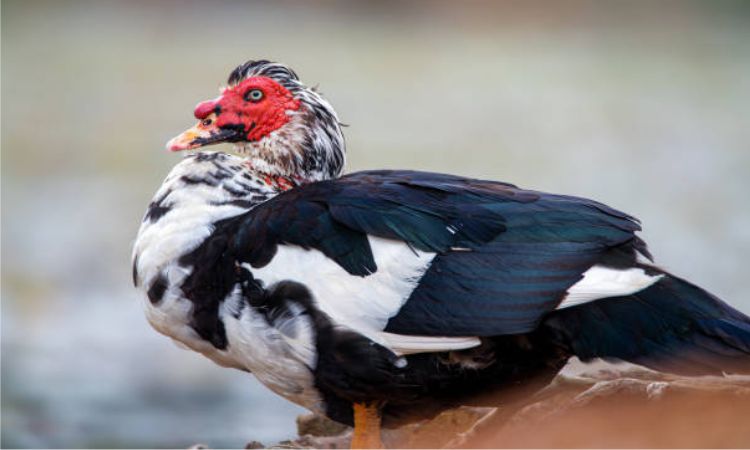 Muscovy Ducks