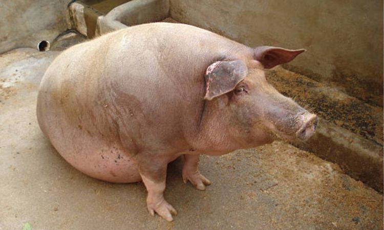 1 month pregnant pig symptoms