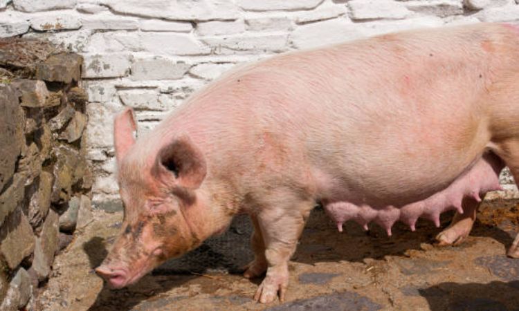 2 month pregnant pig