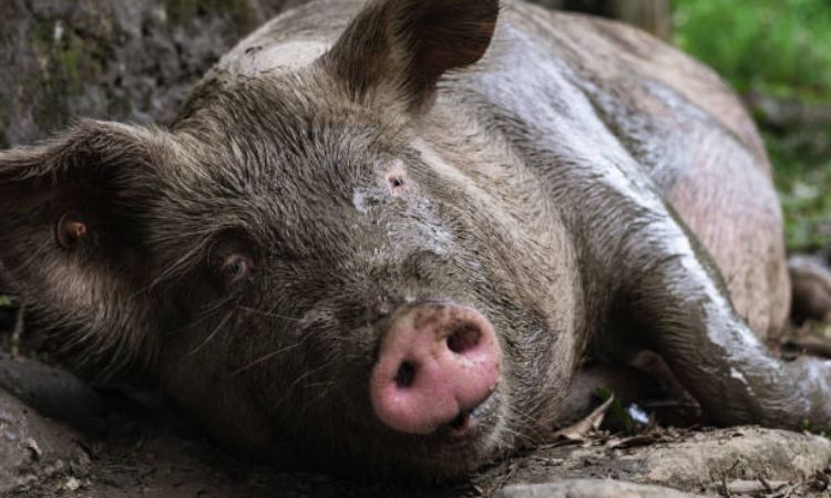 3 month pregnant pig