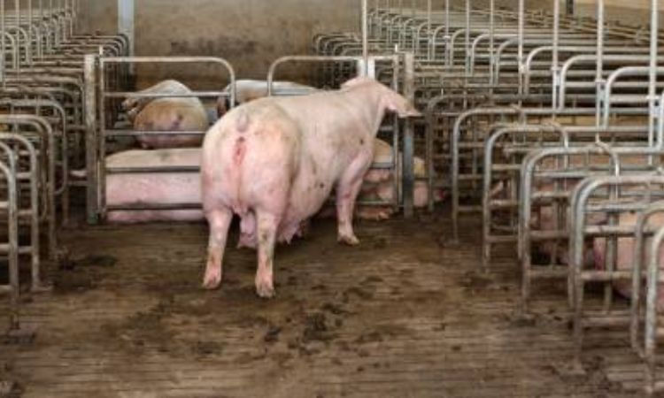 first time pregnant pig