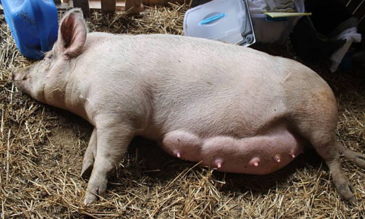 first time pregnant pig