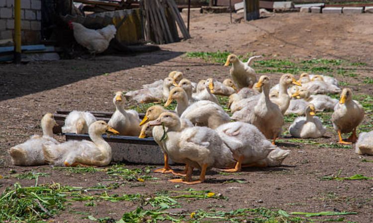 what to feed baby ducks in an emergency
