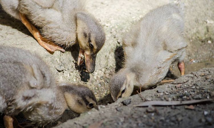 raising baby ducks for beginners