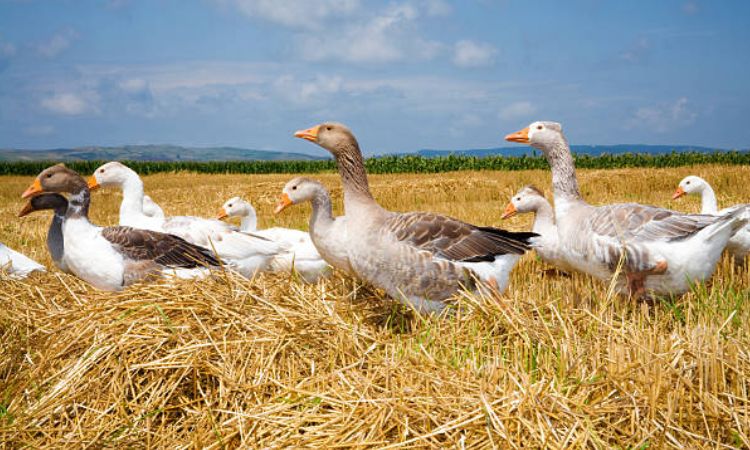 Setting Up Your Goose Environment