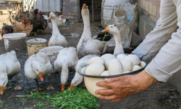 Goose Egg Production