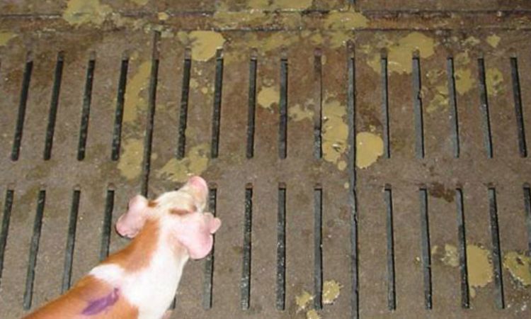 Essential Treatments for Piglet Diarrhea