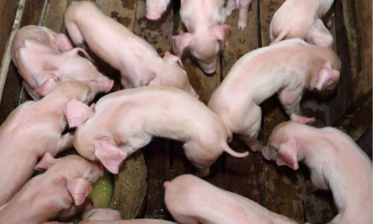 Preventive Measures to Avoid Piglet Diarrhea
