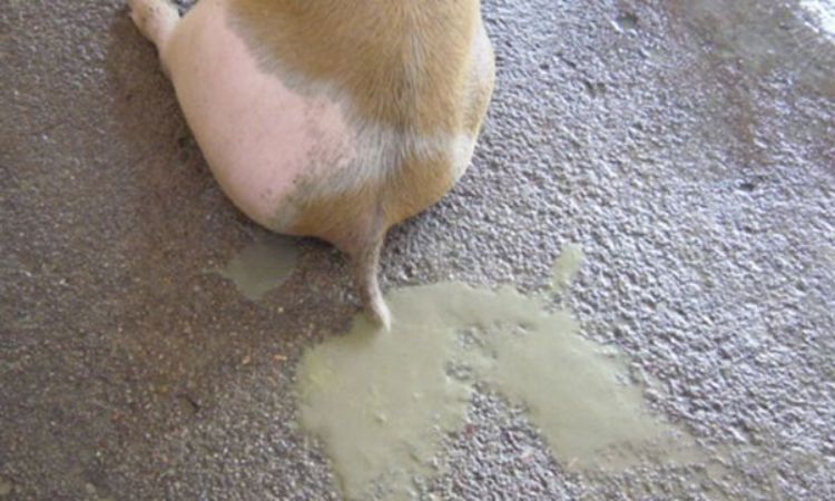 yellow diarrhea in piglets treatment