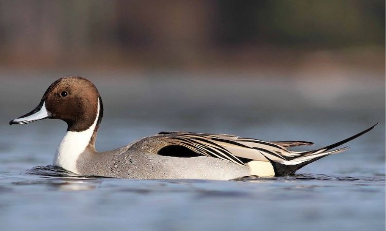 Northern Pintail (Anas acuta)
