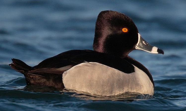 Ring-necked Duck
