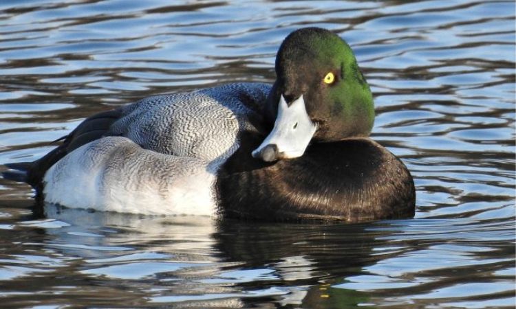 Greater Scaup