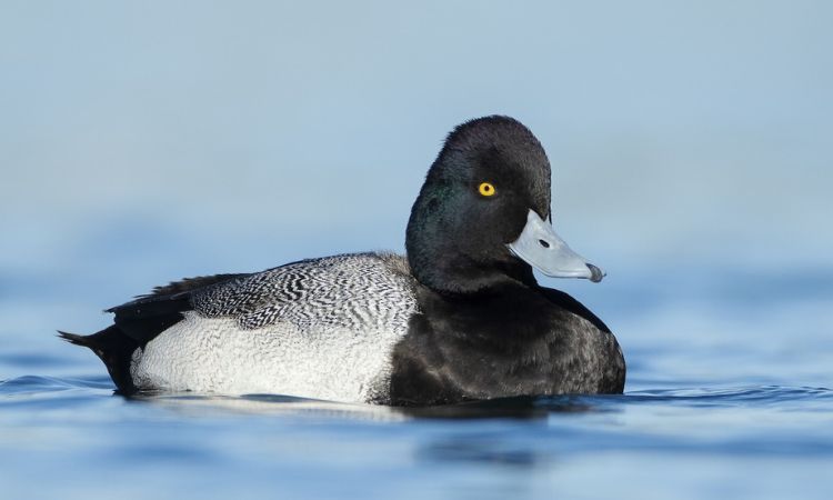Lesser Scaup