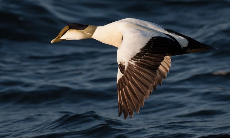 Common Eider