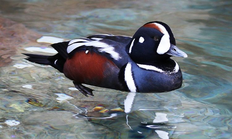 Harlequin Duck