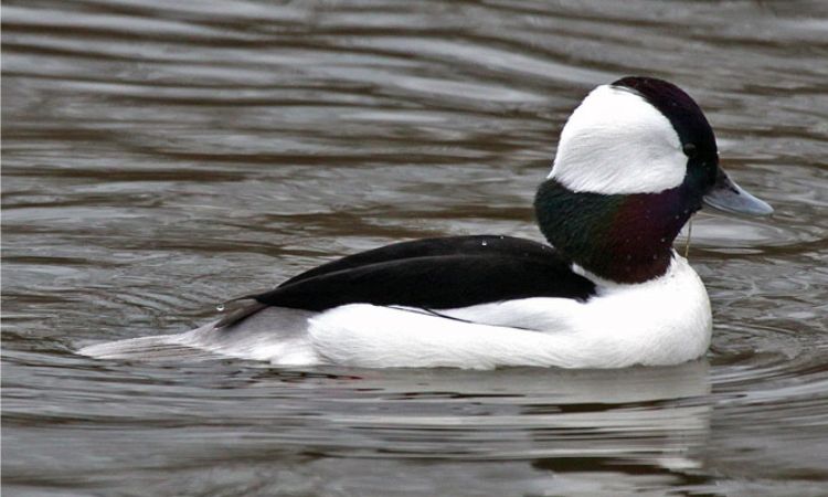 Bufflehead