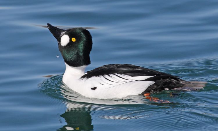 Common Goldeneye