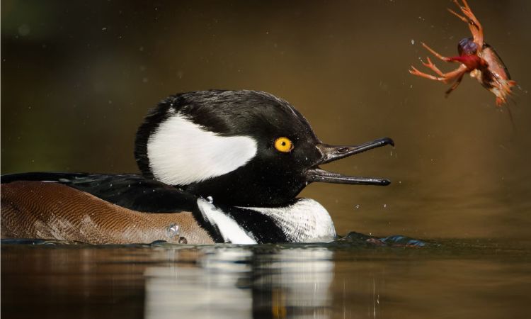 Hooded Merganser