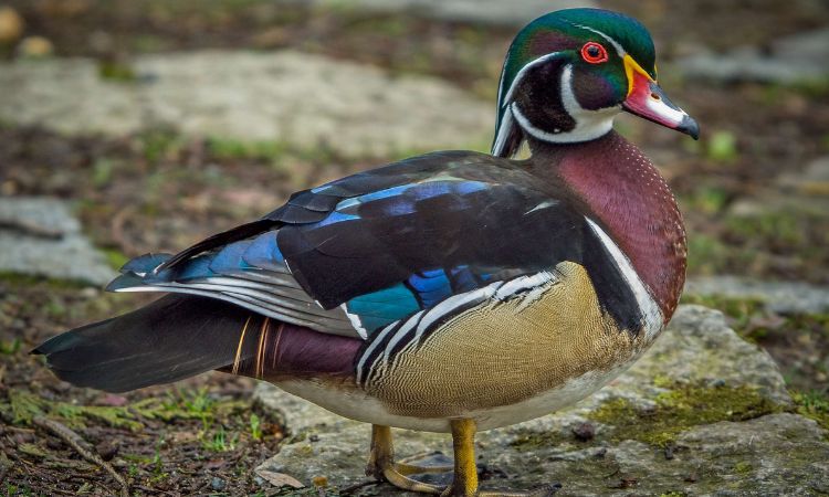Wood Duck