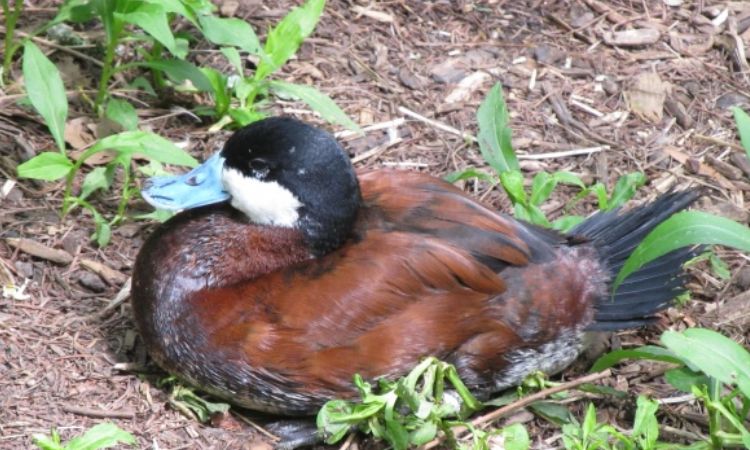 Ruddy Duck