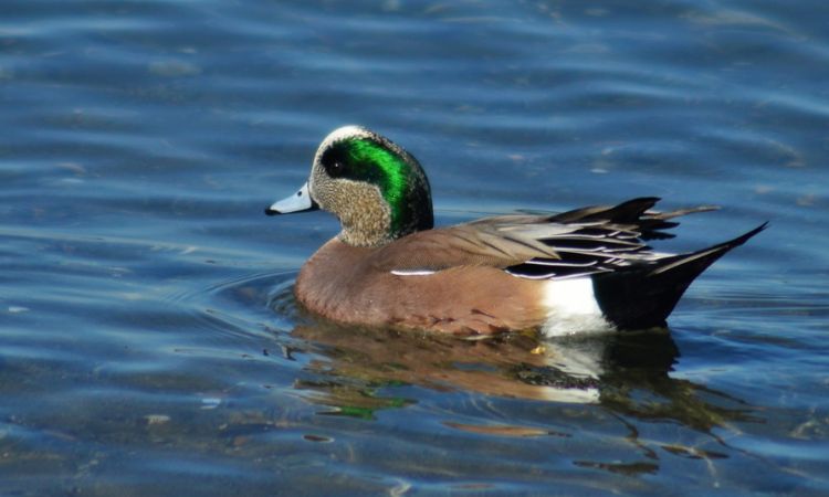 American Wigeon (Mareca americana)