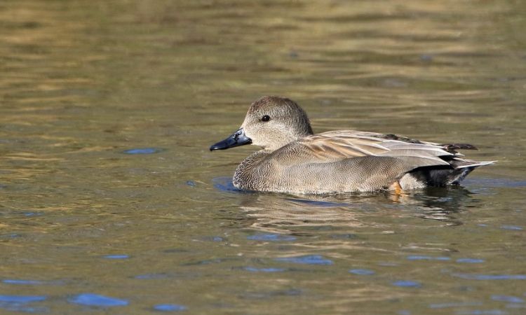 Gadwall (Mareca strepera)