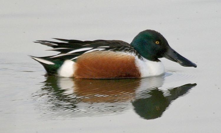 Northern Shoveler (Spatula clypeata)