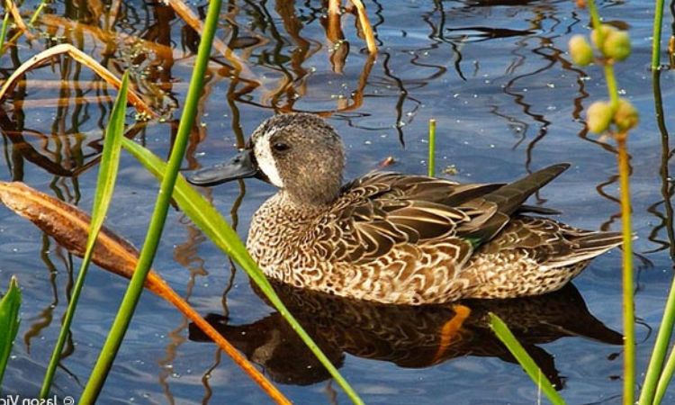 Blue-winged Teal (Spatula discors)