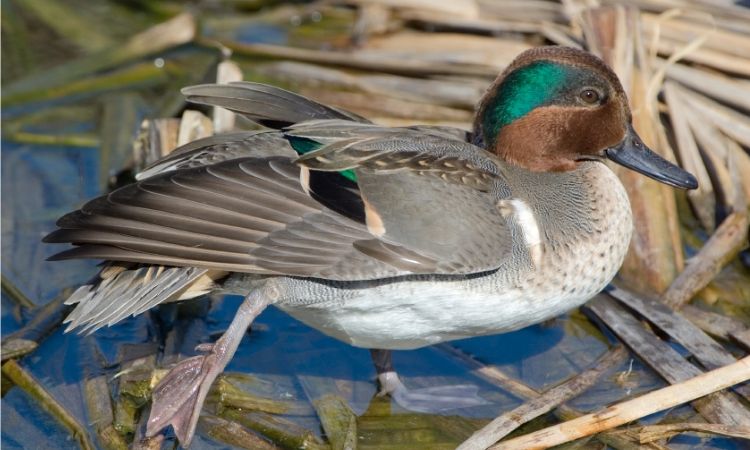 Green-winged Teal (Anas crecca)