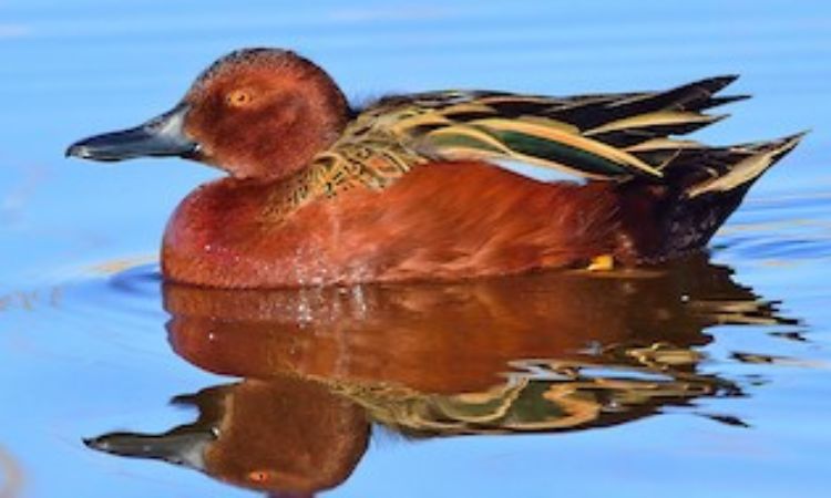 Cinnamon Teal (Spatula cyanoptera)