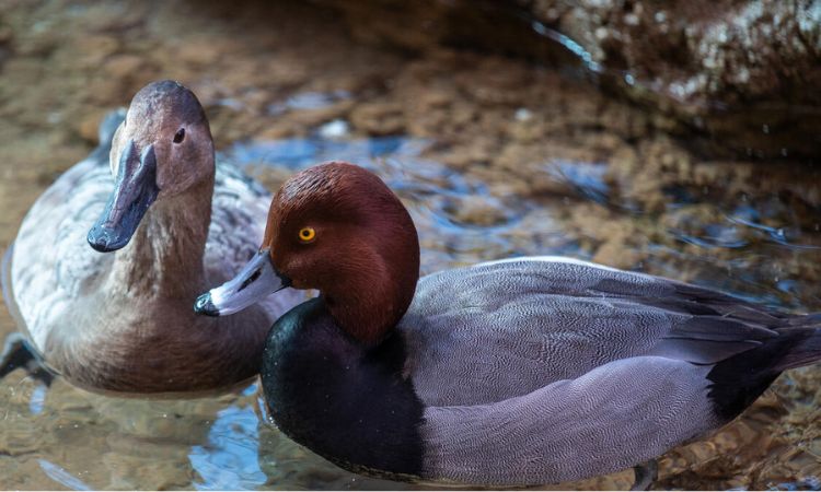 Canvasback