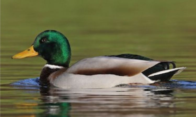 Mallard (Anas platyrhynchos)