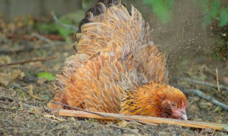 Common Causes of Ruffled Feathers in Chickens