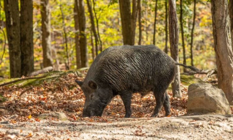 Key Wild Boar Characteristics