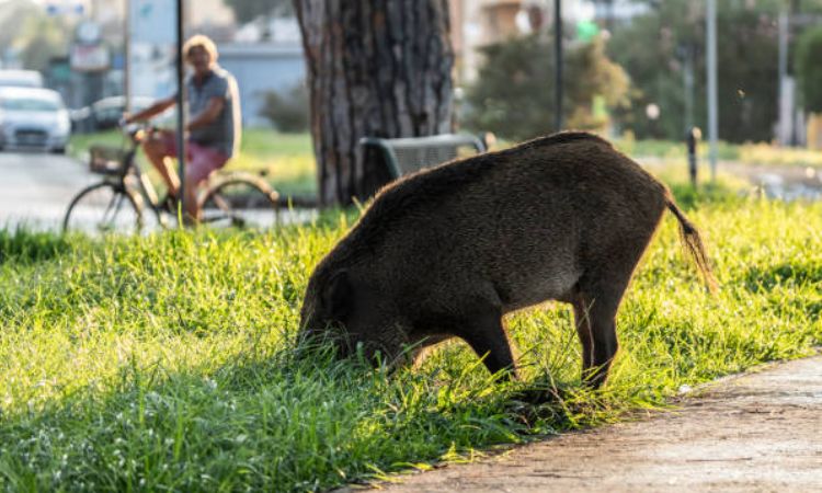 wild boar florida