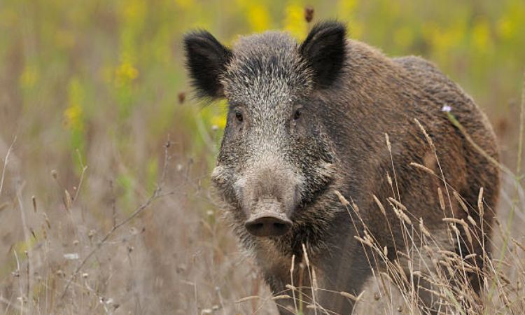 Wild Boar