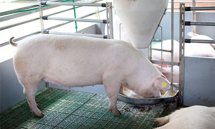 Yorkshire Pig